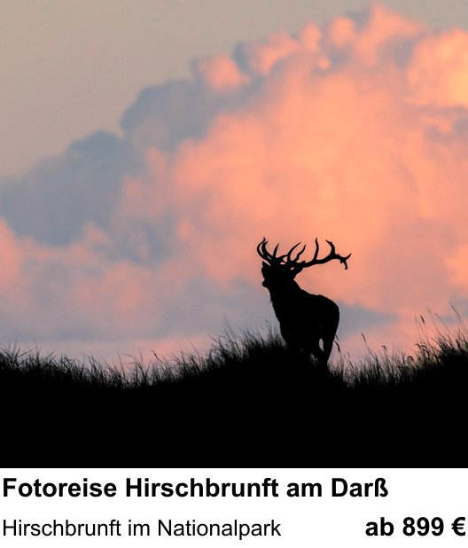 Gestalterischer Fotokurs – Fotoreise Hirschbrunft am Darß und Hirschbrunft im Nationalpark