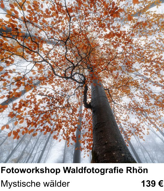 Gestalterischer Fotokurs – Fotoworkshop Waldfotografie Rhön und Mystische wälder