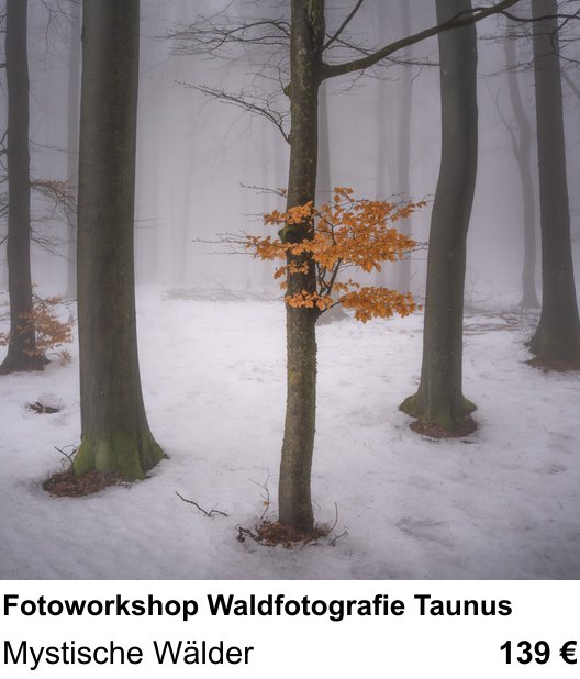 Gestalterischer Fotokurs – Fotoworkshop Waldfotografie Taunus und Mystische Wälder