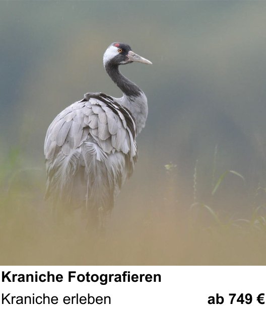 Gestalterischer Fotokurs – Kraniche Fotografieren und Kraniche erleben