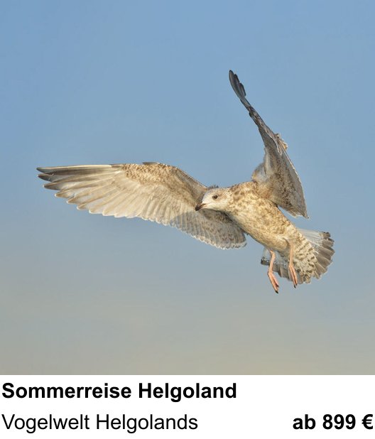Gestalterischer Fotokurs – Vogelfotografie auf Helgoland und Vogelwelt Helgolands