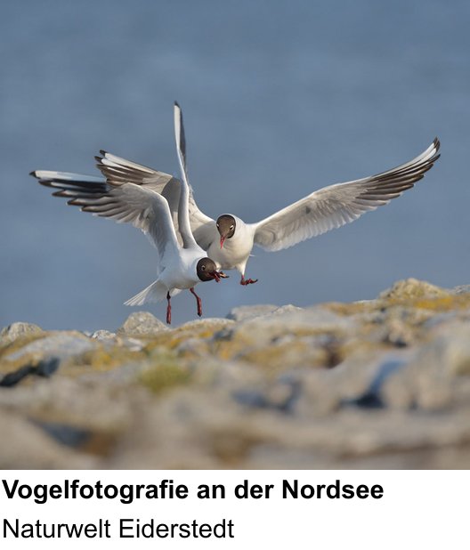 Gestalterischer Fotokurs – Vögel in Eiderstedt fotografieren und Naturwelt Eiderstedt