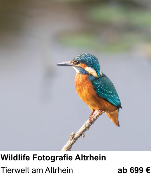 Gestalterischer Fotokurs – Wildlife Fotografie Altrhein und Tierwelt am Altrhein