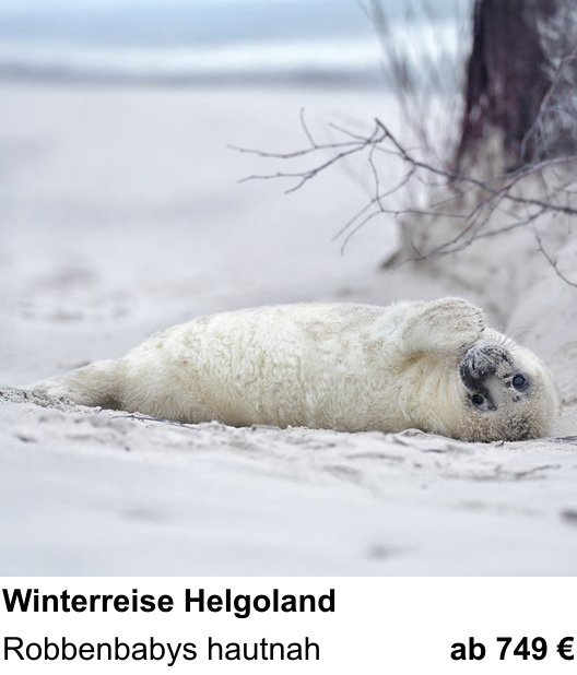 Gestalterischer Fotokurs – Winterreise Helgoland und Robbenbabys hautnah