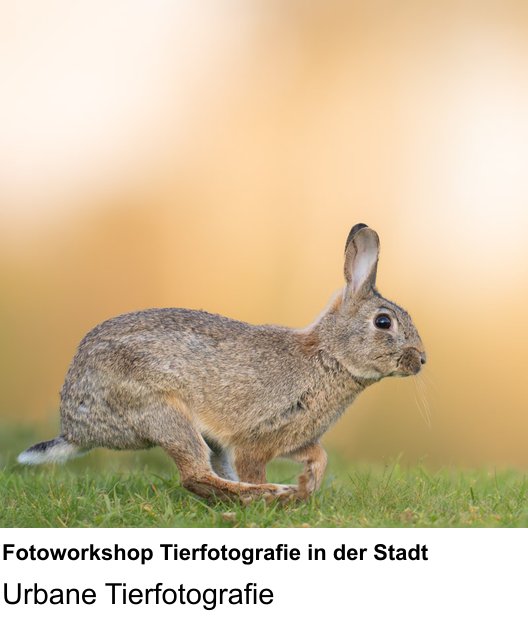 Dresden: Fotoworkshop für Fotoworkshop Tierfotografie in der Stadt – Urbane Tierfotografie