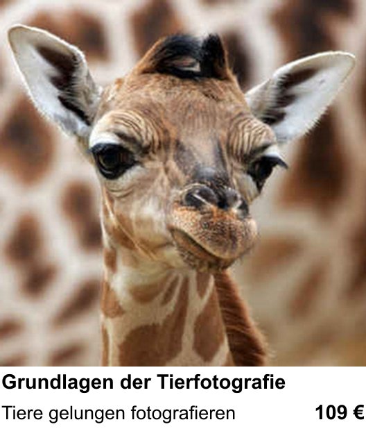 Dresden: Fotoworkshop für Grundlagen der Tierfotografie – Tiere gelungen fotografieren