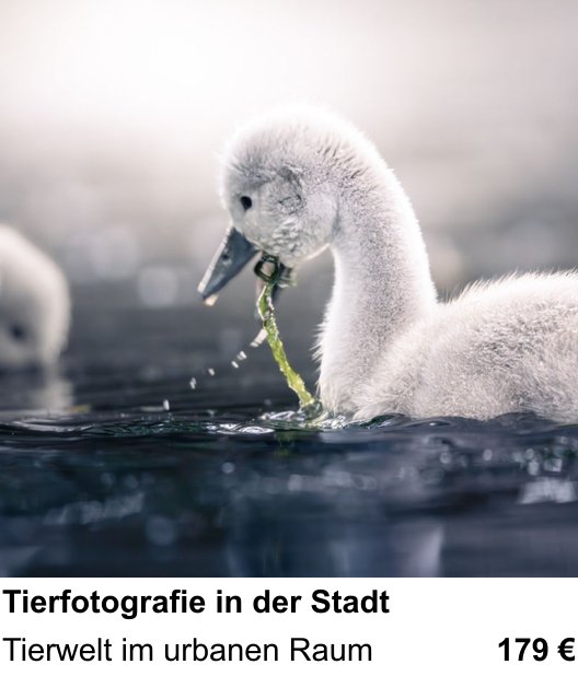 Dresden: Fotoworkshop für Tierfotografie in der Stadt – Tierwelt im urbanen Raum