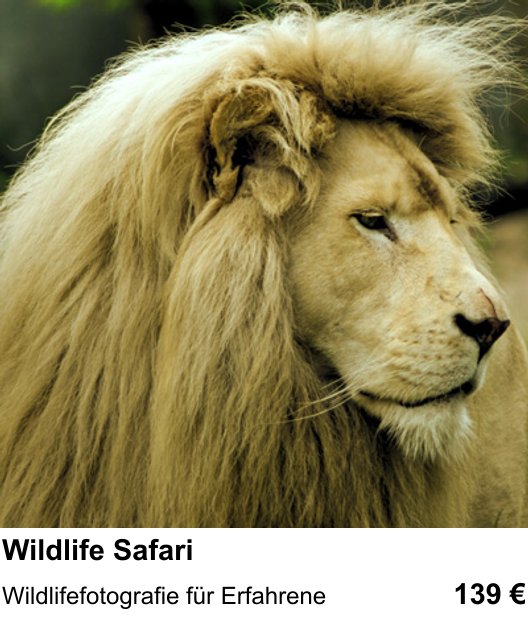 Dresden: Fotoworkshop für Wildlife Safari – Wildlifefotografie für Erfahrene